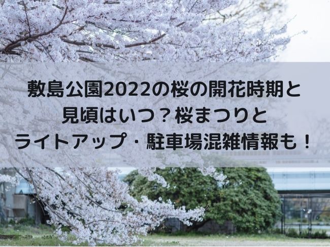 敷島公園22桜の開花時期と見頃はいつ 桜まつりとライトアップ 駐車場混雑情報も Kanaぶろぐ