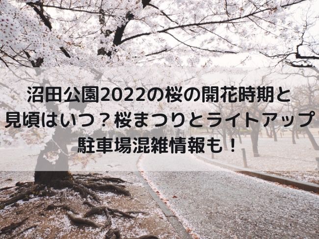 沼田公園22の桜の開花時期と見頃はいつ 桜まつりとライトアップ 駐車場混雑情報も Kanaぶろぐ